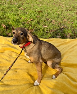 Цуценя в хороші руки