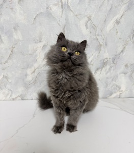 Красива пухнаста кішка шукає родину