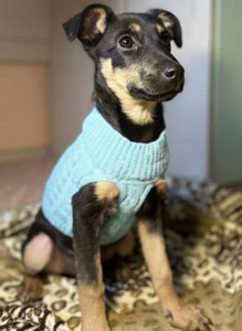 Песик шукає дім