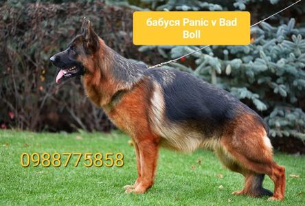 Цуценята німецької вівчарки