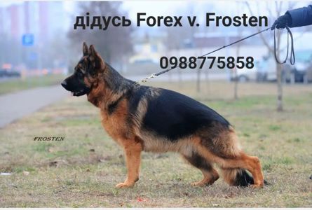 Цуценята німецької вівчарки