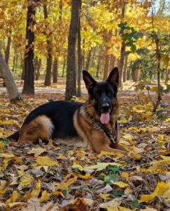 Цуценята німецької вівчарки