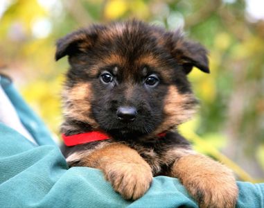 Цуценята німецької вівчарки