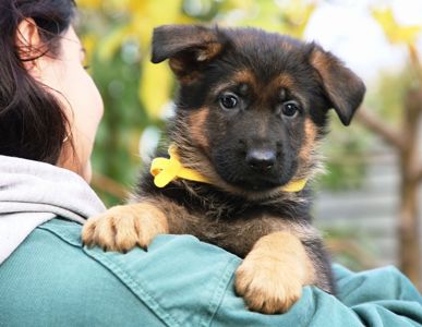 Цуценята німецької вівчарки