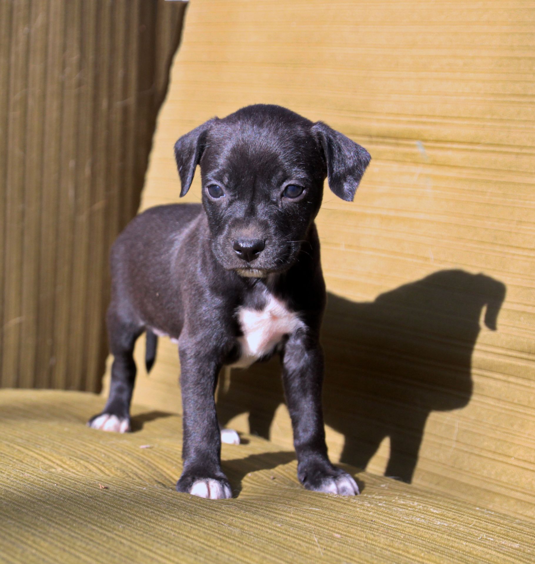 Домашній улюбленець