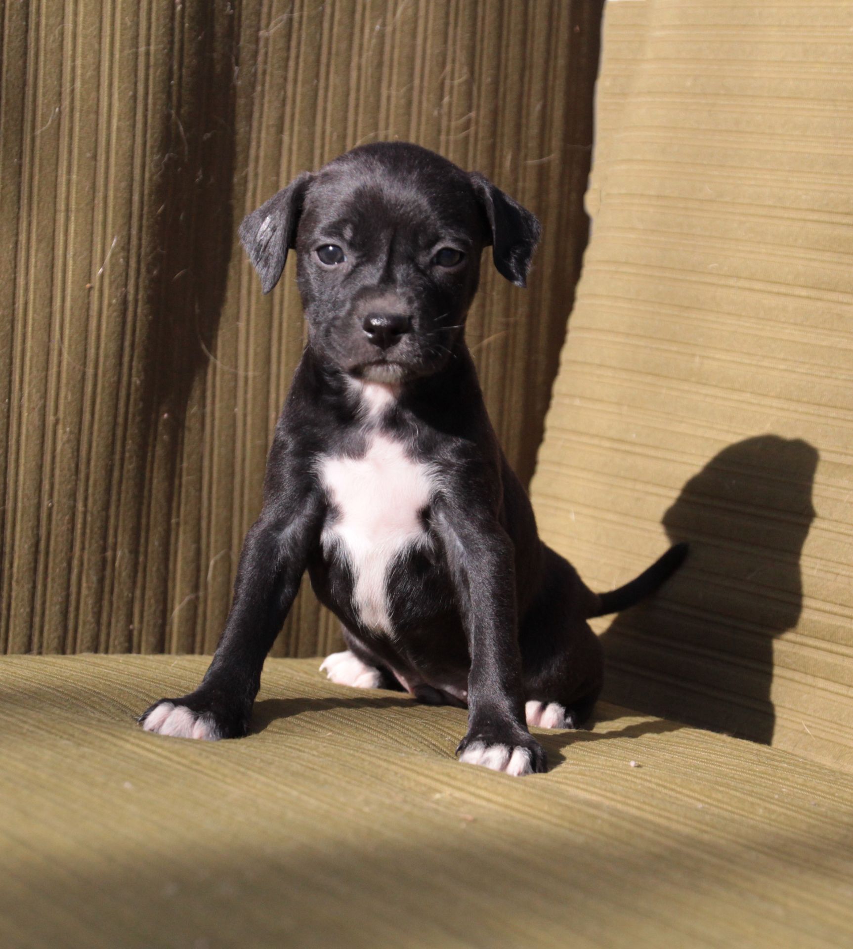 Домашній улюбленець