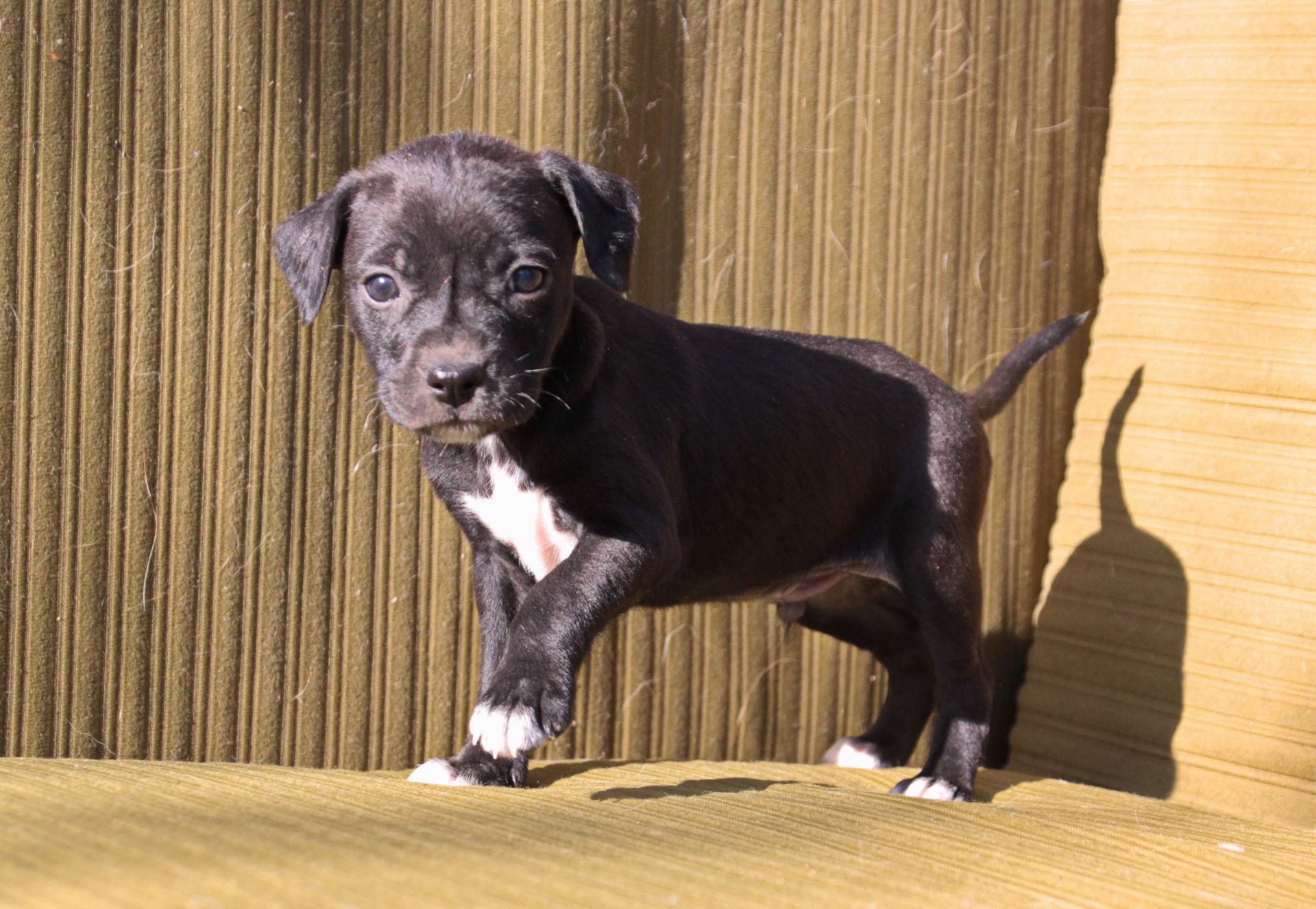 Домашній улюбленець