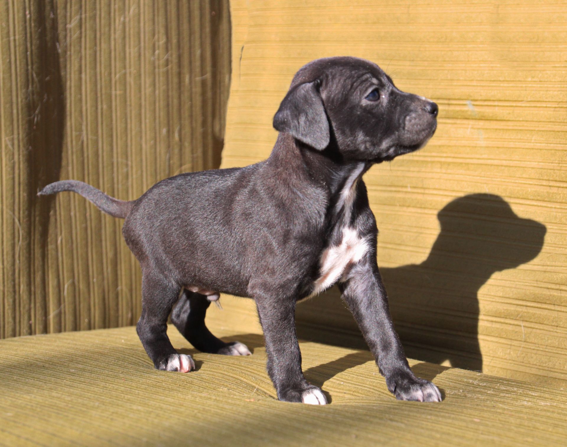 Домашній улюбленець