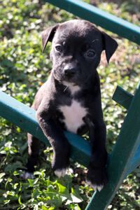 Домашній улюбленець