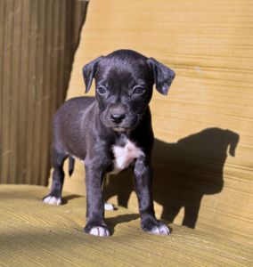 Домашній улюбленець