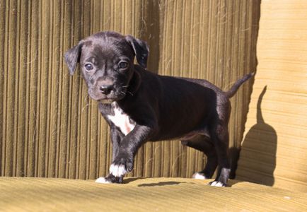 Домашній улюбленець