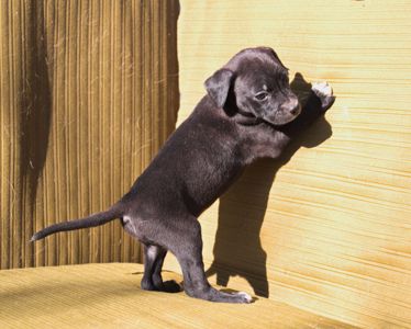 Домашній улюбленець