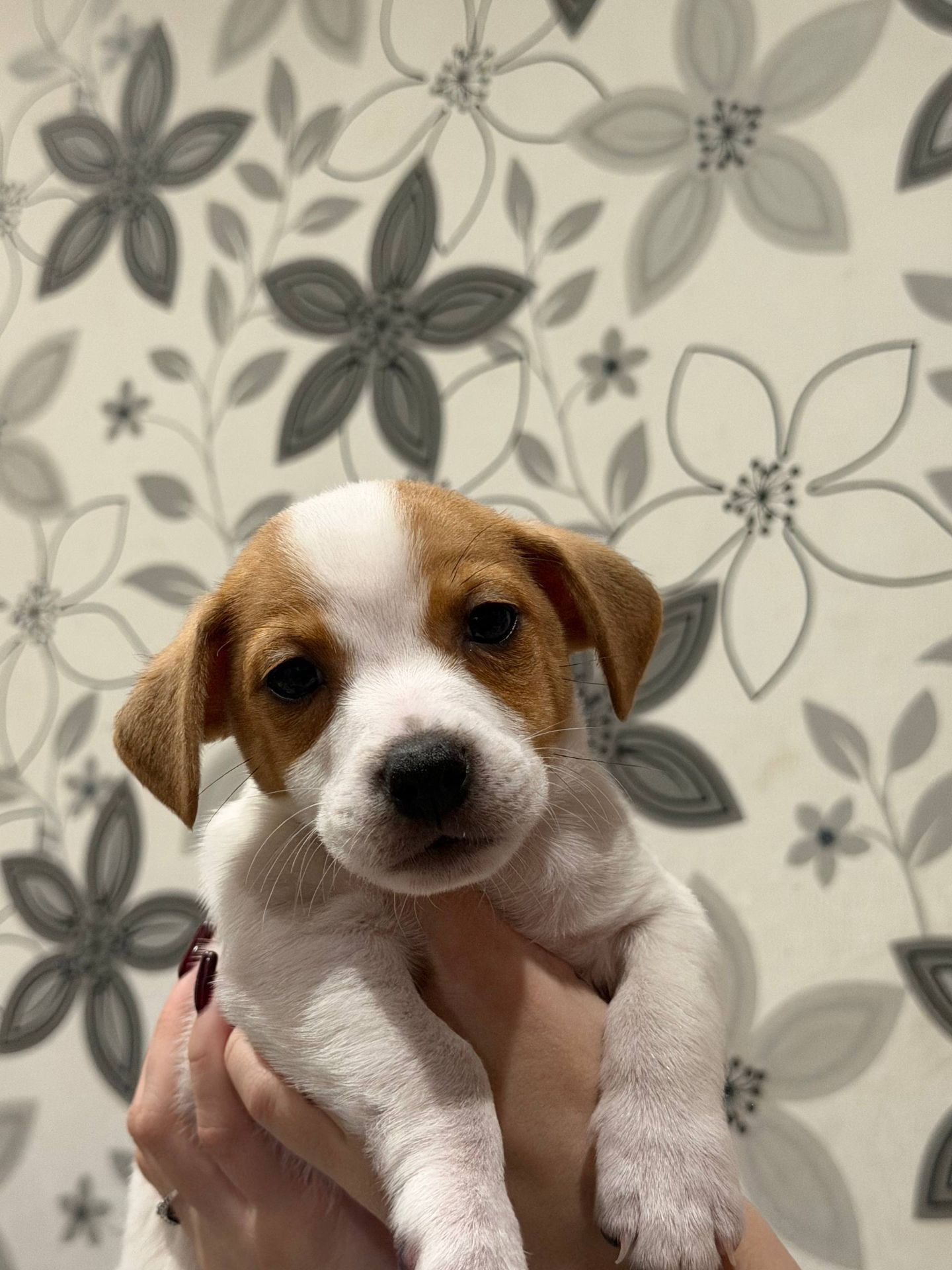 Цуцинята Джек рассел тер'єр. Є хлопчики і дівчата