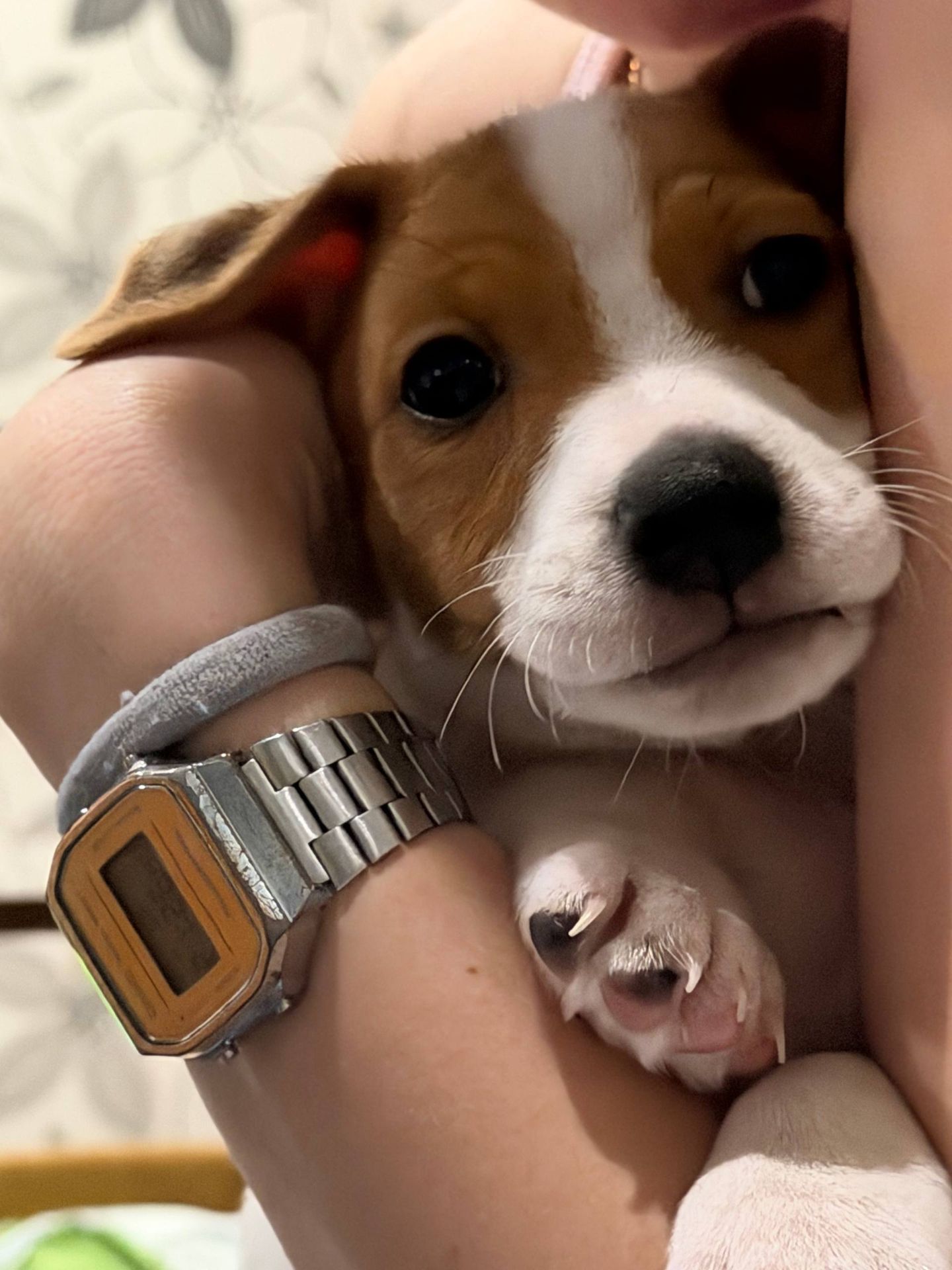 Цуцинята Джек рассел тер'єр. Є хлопчики і дівчата