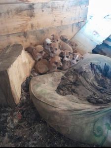 Безпородні