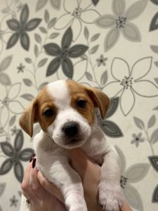 Цуцинята Джек рассел тер'єр. Є хлопчики і дівчата