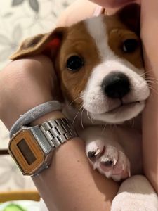 Цуцинята Джек рассел тер'єр. Є хлопчики і дівчата