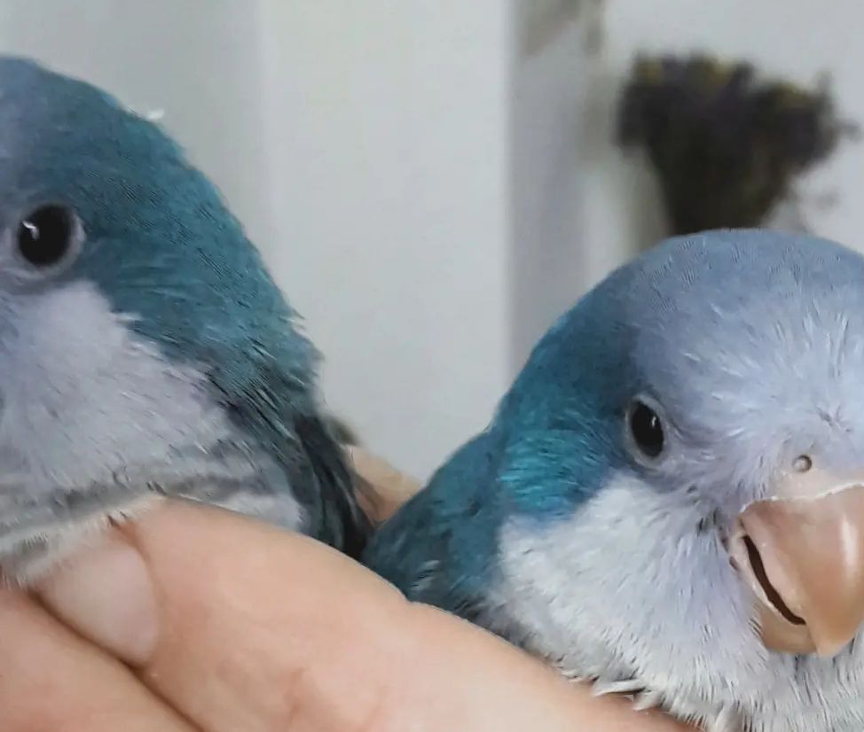 Калита монах