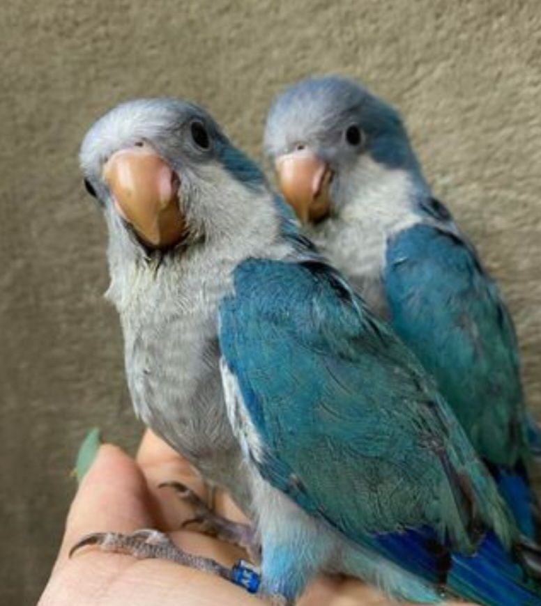 Калита монах