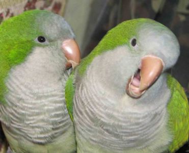 Калита монах