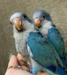 Калита монах