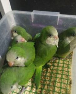 Калита монах