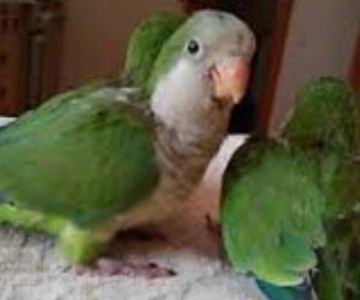 Калита монах