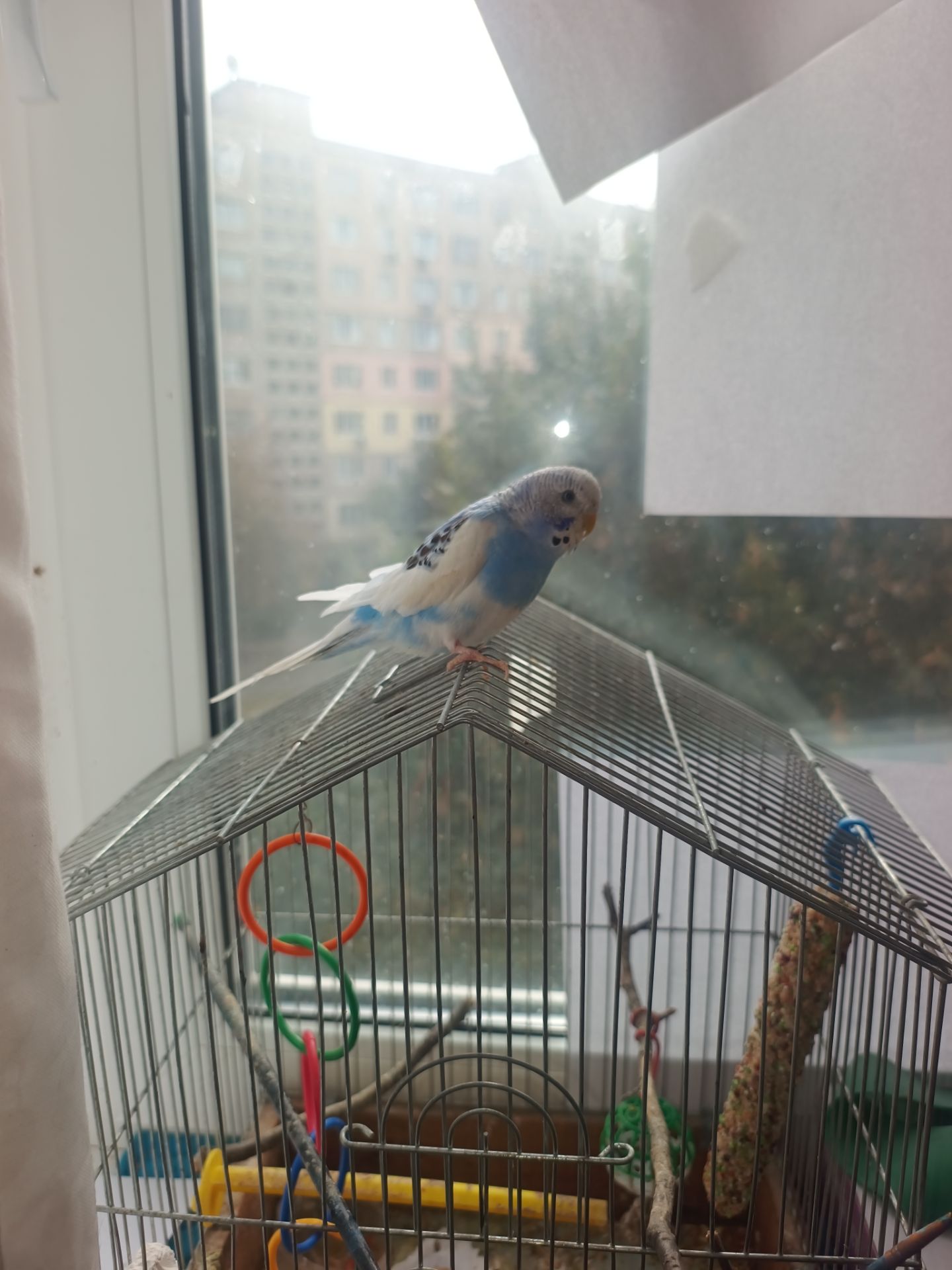 Хвиляста папужка