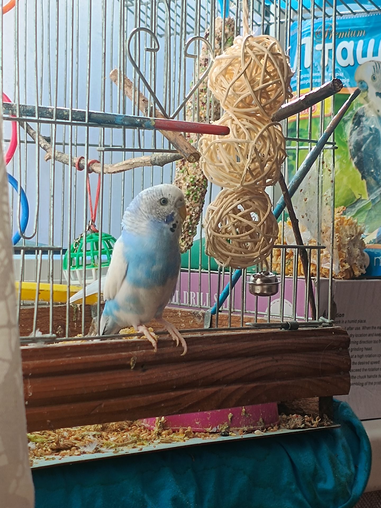 Хвиляста папужка