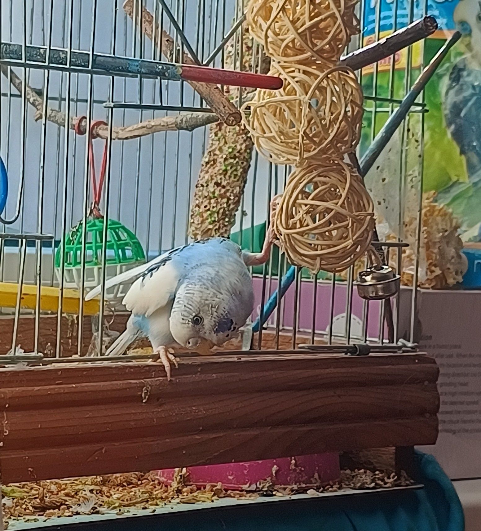 Хвиляста папужка