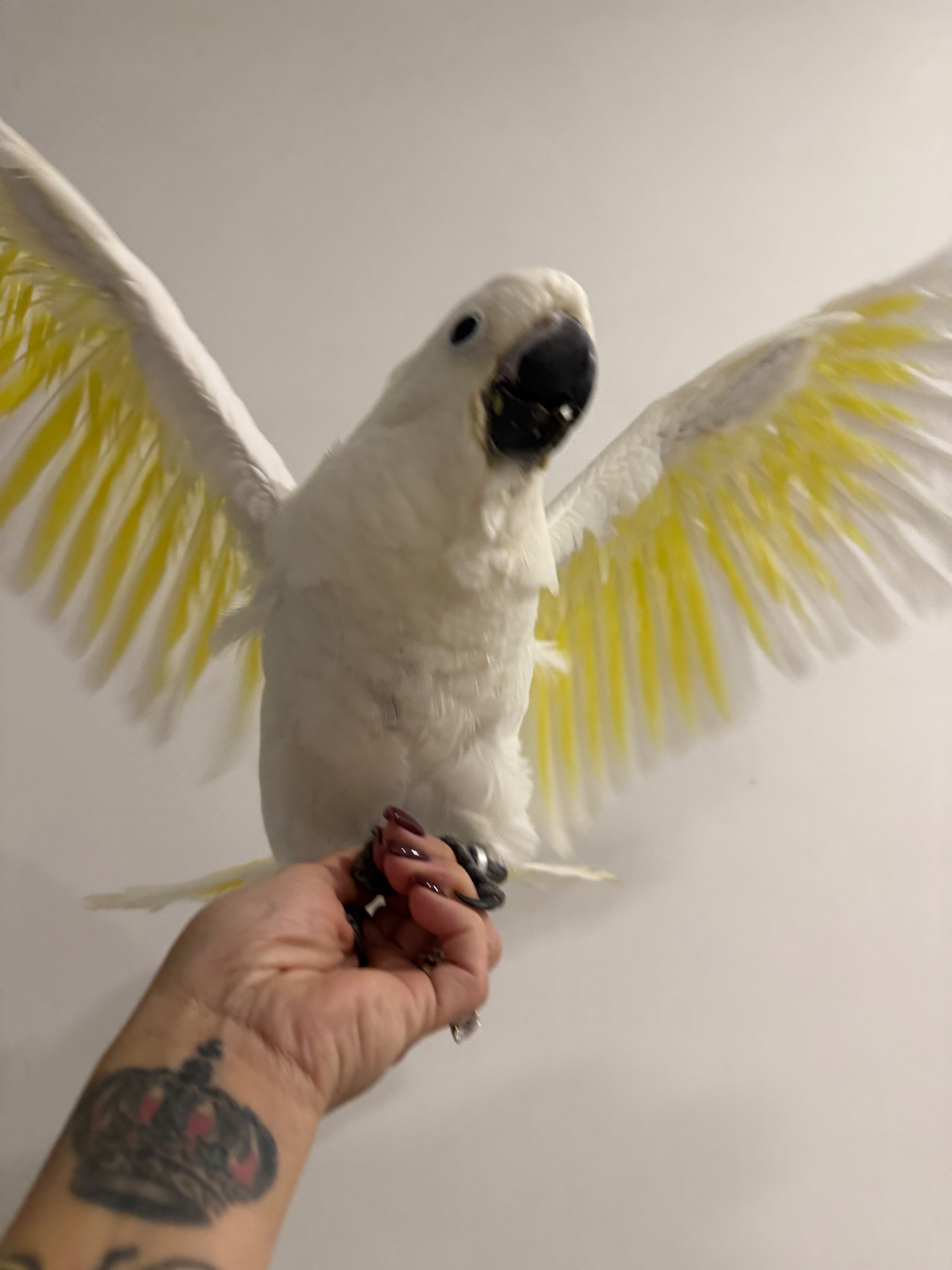 Какаду Альба