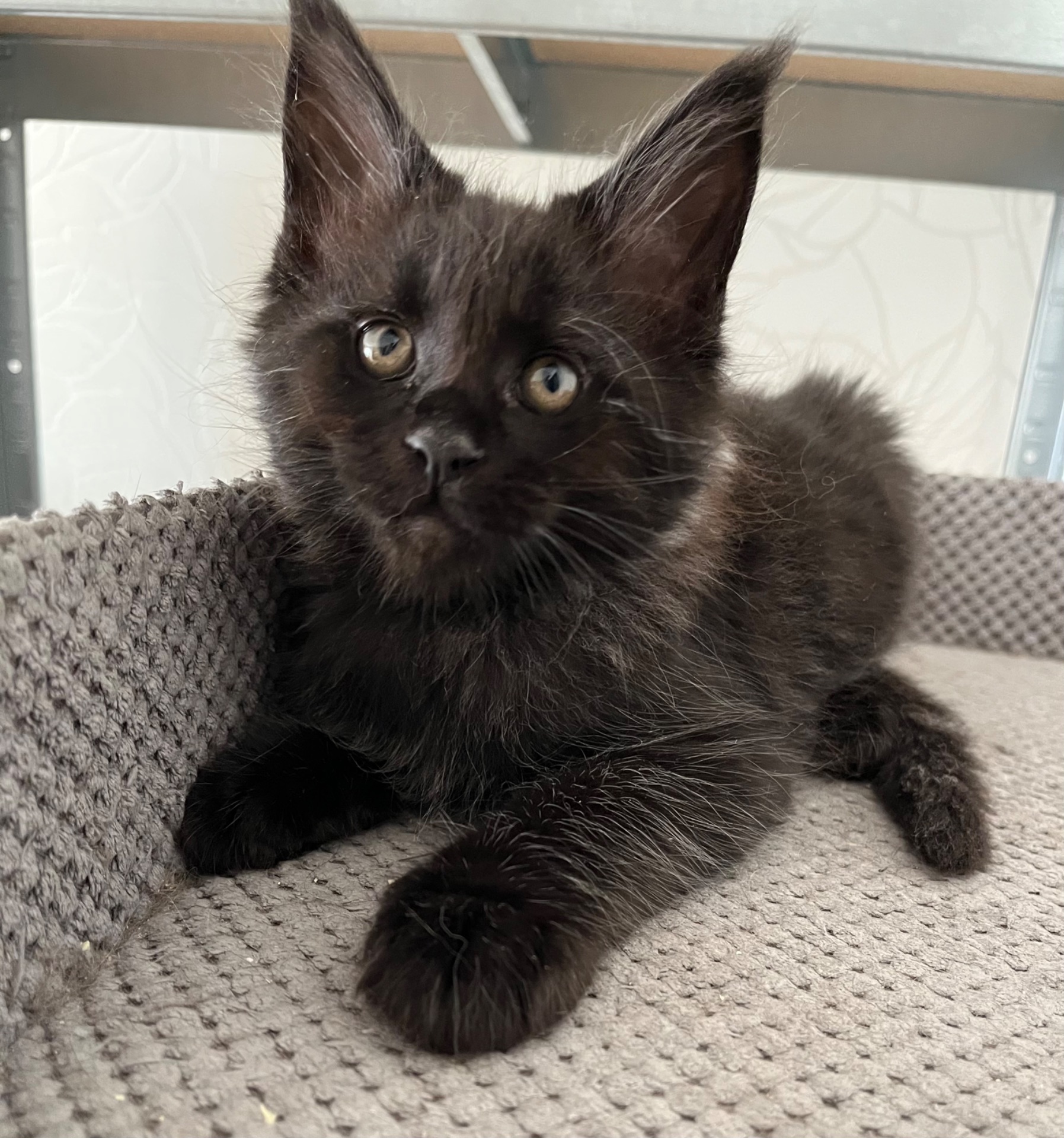 Кошеня Мейн-кун хлопчик