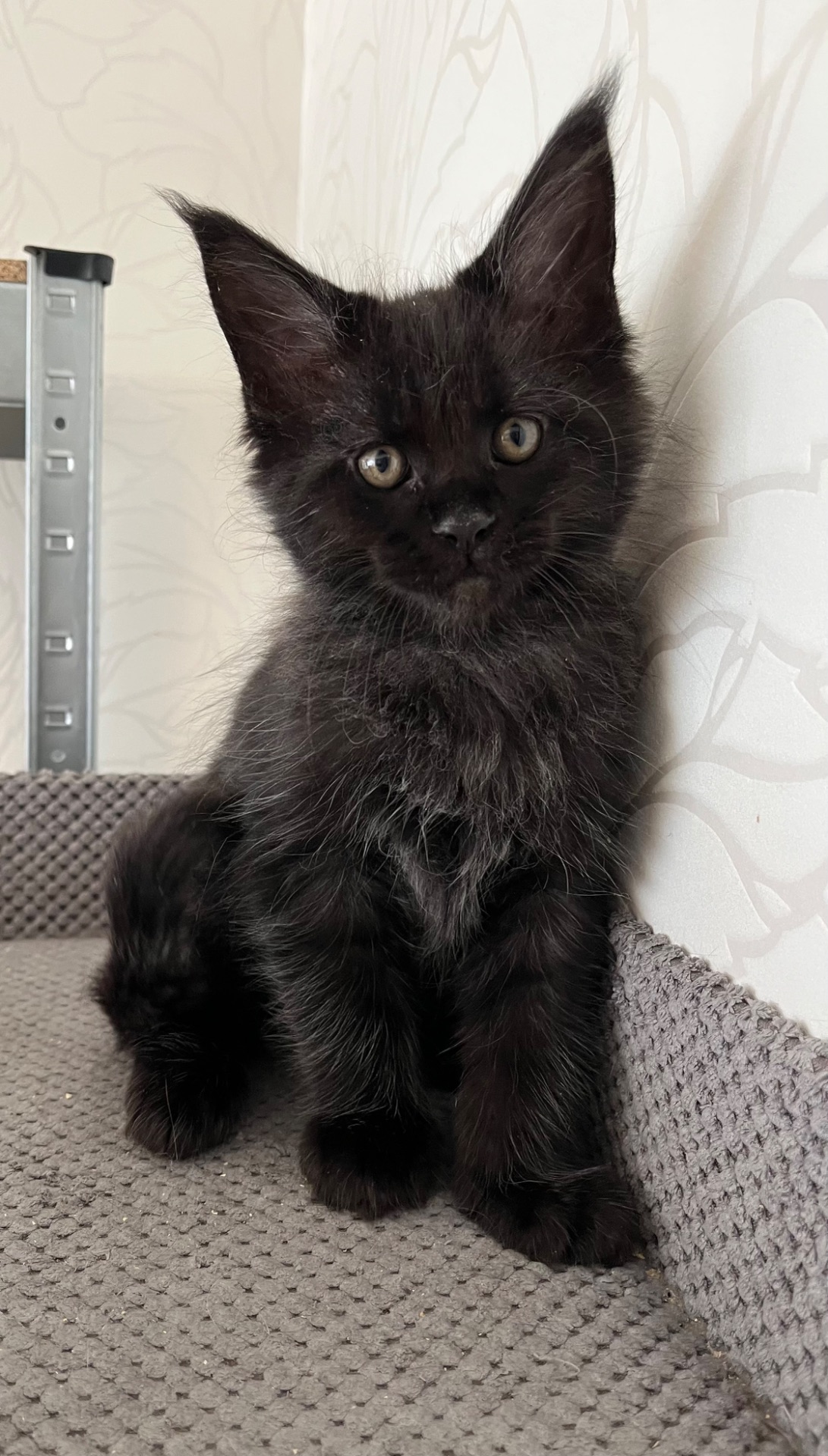 Кошеня Мейн-кун хлопчик