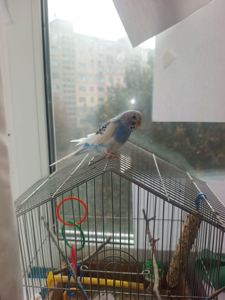 Хвиляста папужка