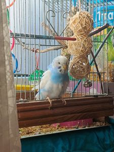 Хвиляста папужка