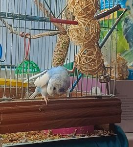 Хвиляста папужка