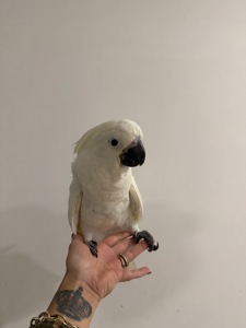 Какаду Альба