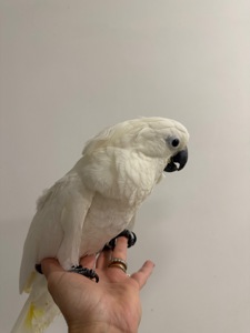 Какаду Альба