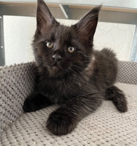 Кошеня Мейн-кун хлопчик