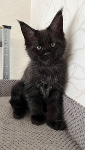 Кошеня Мейн-кун хлопчик