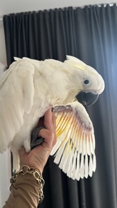 Какаду Альба