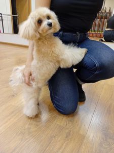 Цуценя мальтіпу