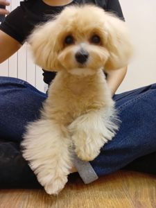 Цуценя мальтіпу