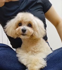 Цуценя мальтіпу