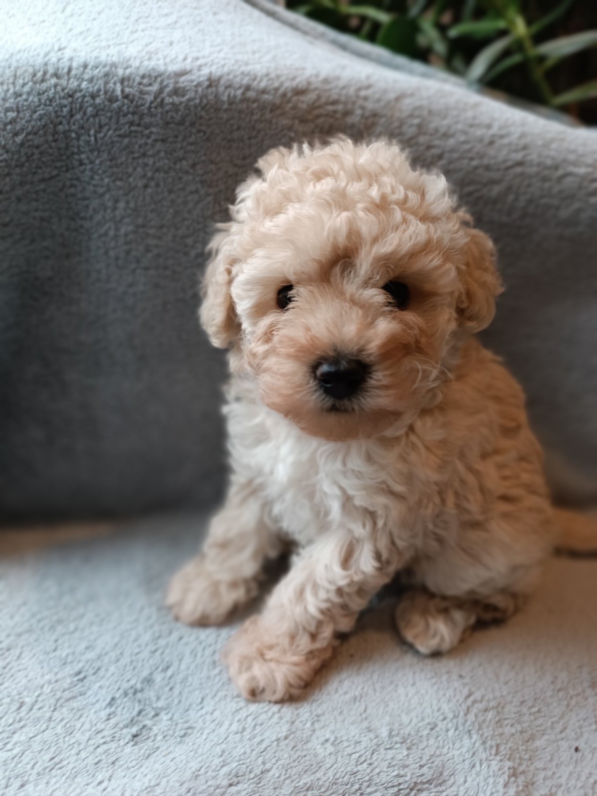 Чарівна дівчинка той пудель