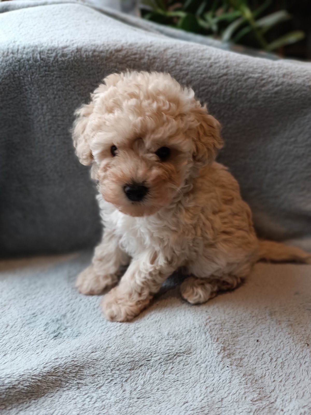 Чарівна дівчинка той пудель