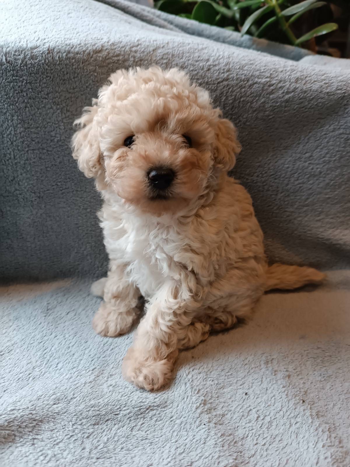 Чарівна дівчинка той пудель