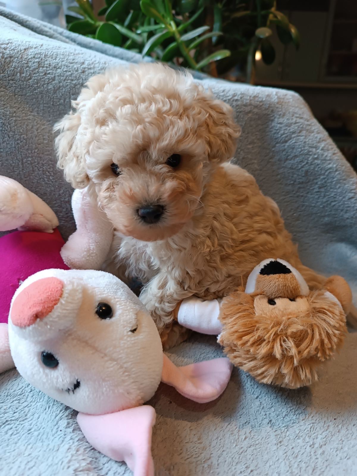 Казкова дівчинка той пудель