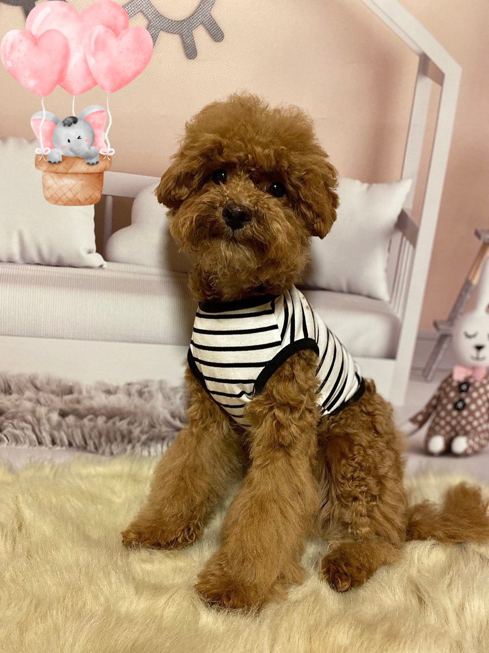 Хлопчик мальтіпу Ф2