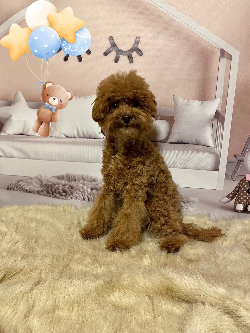 Хлопчик мальтіпу Ф2